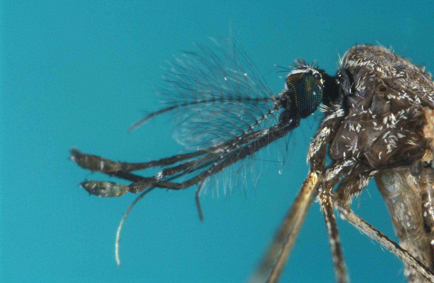 Kampf gegen Dengue-Fieber: Tot oder lebendig: In Addition Hills machen die Bürger Jagd auf gefährliche Stechmücken - für Geld Tot oder lebendig: In Addition Hills machen die Bürger Jagd auf gefährliche Stechmücken - für Geld