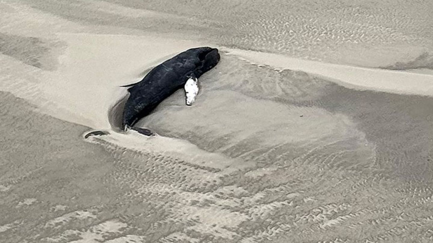 Nationalpark-Wattenmeer-Erneut-Wal-auf-Nordseeinsel-gestrandet-schwieriger-Zugang