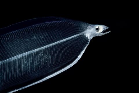 Fernreisende: Die Weidenblatt-Larve des Europäischen Aals zieht mit dem Golfstrom aus der Sargassosee nach Europa – und ist dafür jahrelang unterwegs