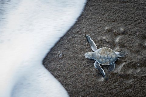 Die Außentemperaturen beeinflussen maßgeblich, ob aus Schildkröteneiern Männchen oder Weibchen schlüpfen. Das könnte zum Problem für die Spezies werden