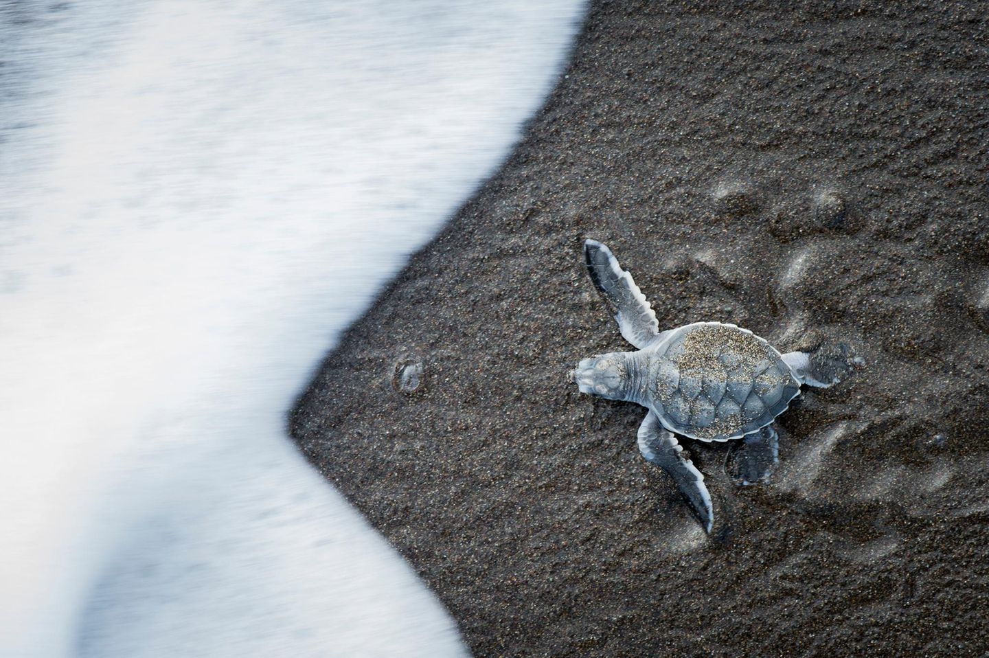 Die Außentemperaturen beeinflussen maßgeblich, ob aus Schildkröteneiern Männchen oder Weibchen schlüpfen. Das könnte zum Problem für die Spezies werden