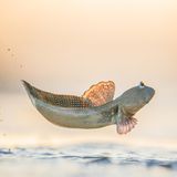 Es wirkt, als hätte der kleine Amphibienfisch für seinen großen Moment eine besonders kampflustige Miene aufgesetzt: Das Siegerbild in dieser Kategorie zeigt den Blaupunkt-Schlammspringer dabei, wie er sein Territorium in Roebuck Bay, Westaustralien, verteidigt.