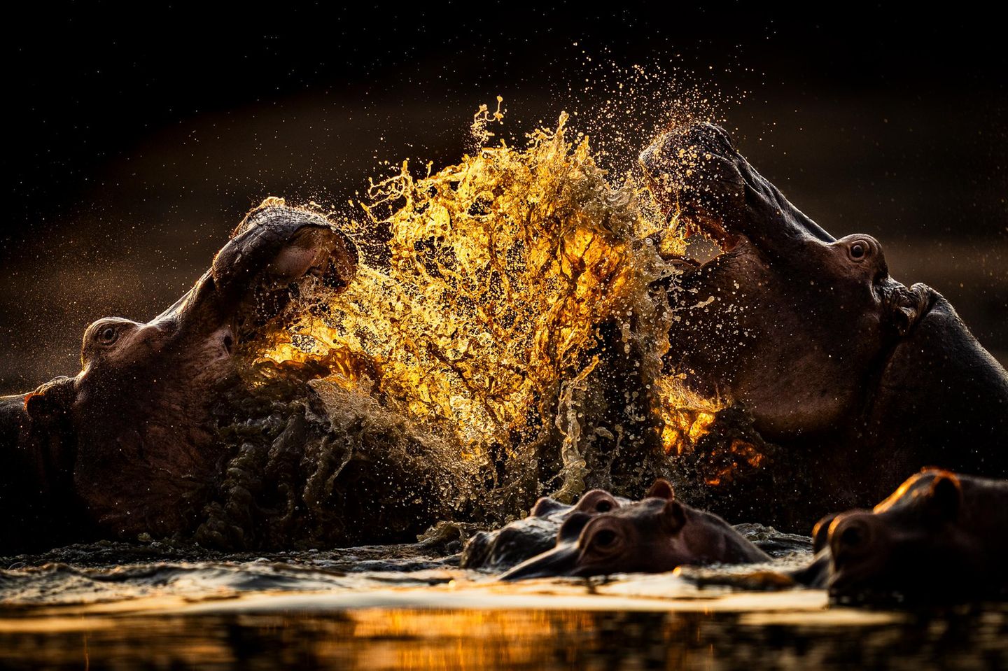 Eine Kampf zwischen Flusspferden, in goldenes Licht getaucht: Jonathan Hodgetts drückte im Mana-Pools-Nationalpark in Simbabwe genau im richtigen Moment auf den Auslöser, um das Kräftemessen der mächtigen Tiere festzuhalten. 