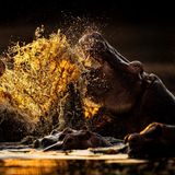 Eine Kampf zwischen Flusspferden, in goldenes Licht getaucht: Jonathan Hodgetts drückte im Mana-Pools-Nationalpark in Simbabwe genau im richtigen Moment auf den Auslöser, um das Kräftemessen der mächtigen Tiere festzuhalten. 