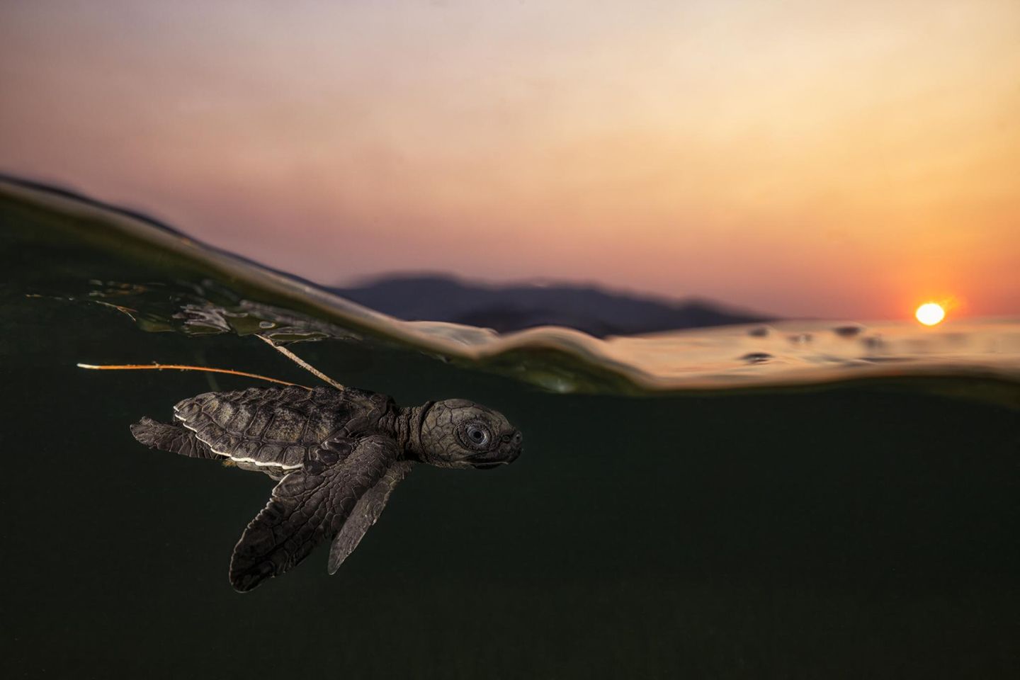 Sieger in der Kategorie "Unterwasser": Daniel Flormann Sie ist eine der wenigen, die es geschafft hat: Daniel Flormanns Foto zeigt, wie die junge Meeresschildkröte ihre Reise ins offene Meer bei Kasait antritt. Meeresschildkröten, die in der Landessprache Tetum "Lenuk Tasi" genannt werden, kehren an die Strände zurück, an denen sie einst geschlüpft sind, um ihre eigenen Eier abzulegen. Leider sind die Nester zahlreichen Bedrohungen ausgesetzt, etwa Raubtieren und menschlichen Eingriffen. Und selbst wenn die Jungtiere es ins Meer schaffen, überlebt schätzungsweise nur eine Schildkröte von 1.000 bis 10.000 bis zum Erwachsenenalter.