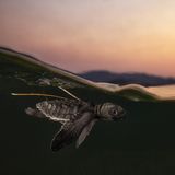 Sie ist eine der wenigen, die es geschafft hat: Daniel Flormanns Foto zeigt, wie die junge Meeresschildkröte ihre Reise ins offene Meer bei Kasait antritt. Meeresschildkröten, die in der Landessprache Tetum "Lenuk Tasi" genannt werden, kehren an die Strände zurück, an denen sie einst geschlüpft sind, um ihre eigenen Eier abzulegen. Leider sind die Nester zahlreichen Bedrohungen ausgesetzt, etwa Raubtieren und menschlichen Eingriffen. Und selbst wenn die Jungtiere es ins Meer schaffen, überlebt schätzungsweise nur eine Schildkröte von 1.000 bis 10.000 bis zum Erwachsenenalter.