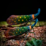 Bunte Schönheiten vor dunklem Hintergrund: Dieses Makrofoto zeigt zwei farbenprächtige Laternenfliegen, deren Körper mit Tupfen und Streifen aus leuchtenden Grün-, Orange- und Gelbtönen geschmückt sind.