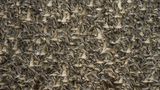 In Clive Burns Aufnahme wird die schiere Masse aus Vogelkörpern zum abstrakten Muster: Er hält fest, wie zehntausende Knuttstrandläufer und andere Watvögel an der Küste durch die hereinbrechende Flut zum Auffliegen gezwungen werden. Er hatte bereits mehrmals versucht, diesen dynamischen Moment zu fotografieren. Sein Glück: Diesmal flogen die Vögel parallel zur Kamera auf, sodass er viele der Körper scharf fokussieren konnte. 