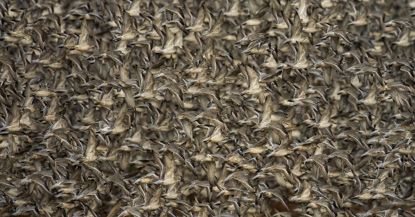 In Clive Burns Aufnahme wird die schiere Masse aus Vogelkörpern zum abstrakten Muster: Er hält fest, wie zehntausende Knuttstrandläufer und andere Watvögel an der Küste durch die hereinbrechende Flut zum Auffliegen gezwungen werden. Er hatte bereits mehrmals versucht, diesen dynamischen Moment zu fotografieren. Sein Glück: Diesmal flogen die Vögel parallel zur Kamera auf, sodass er viele der Körper scharf fokussieren konnte. 