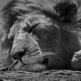 Star der Show ist hier nicht der mächtige Löwe: Während Jules Oldroyd darauf wartete, dass die Raubkatze aufwacht, bemerkte er, wie sich eine kleine Siedleragame näherte. Zu seiner Überraschung berührte sie die Schnauze des schlafenden Riesen, um eine Fliege zu fangen und zu verspeisen. Glücklicherweise reagierte der Löwe nicht, doch Oldroyd war erstaunt über den Mut der kleinen Kreatur. In der Hoffnung, das Verhalten zu dokumentieren, machte er sich bereit, die unerschrockene Echse zu fotografieren, sollte sie es erneut versuchen – und siehe da, sie kam zurück.