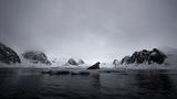 Siegerin in der Kategorie "Tiere in ihrem Habitat": Malini Chandrasekar Malini Chandrasekars Siegerbild entstand bei ihrer letzten Reise nach Spitzbergen. Um eine stärkere Verbindung zwischen dem ruhenden Walross und der Landschaft zu schaffen, entschied sie sich gegen eine Nahaufnahme. Stattdessen richtete sie die Kamera so aus, dass das Tier auf einer Linie mit dem Fjord und den Bergen positioniert ist.