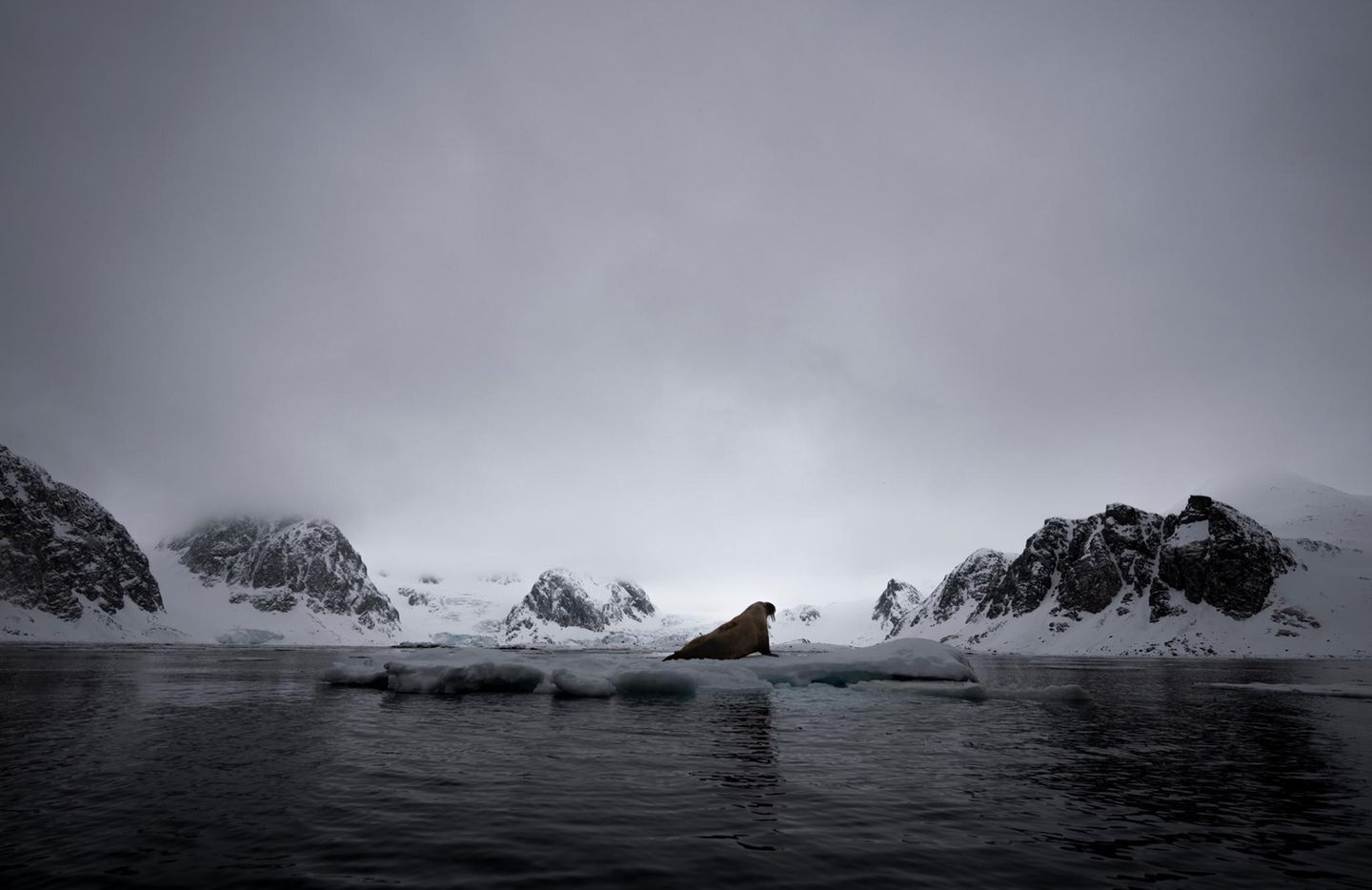 Malini Chandrasekars Siegerbild entstand bei ihrer letzten Reise nach Spitzbergen. Um eine stärkere Verbindung zwischen dem ruhenden Walross und der Landschaft zu schaffen, entschied sie sich gegen eine Nahaufnahme. Stattdessen richtete sie die Kamera so aus, dass das Tier auf einer Linie mit dem Fjord und den Bergen positioniert ist. 
