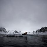 Malini Chandrasekars Siegerbild entstand bei ihrer letzten Reise nach Spitzbergen. Um eine stärkere Verbindung zwischen dem ruhenden Walross und der Landschaft zu schaffen, entschied sie sich gegen eine Nahaufnahme. Stattdessen richtete sie die Kamera so aus, dass das Tier auf einer Linie mit dem Fjord und den Bergen positioniert ist. 