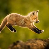 Ungefähr 80 Stunden kostete es Donna Feldichuk, um das Foto des jungen Fuchses mitten im Sprung zu schießen. Über einen langen Zeitraum konnte sie beobachten, wie die Fuchsjungen die Welt um ihren Bau erkundeten und dabei immer wieder versuchten, die Lücke zwischen zwei Baumstämmen zu überqueren. Dieses Fuchsjunge war schließlich das erste, das mutig genug war, um den Abstand zu überspringen. 