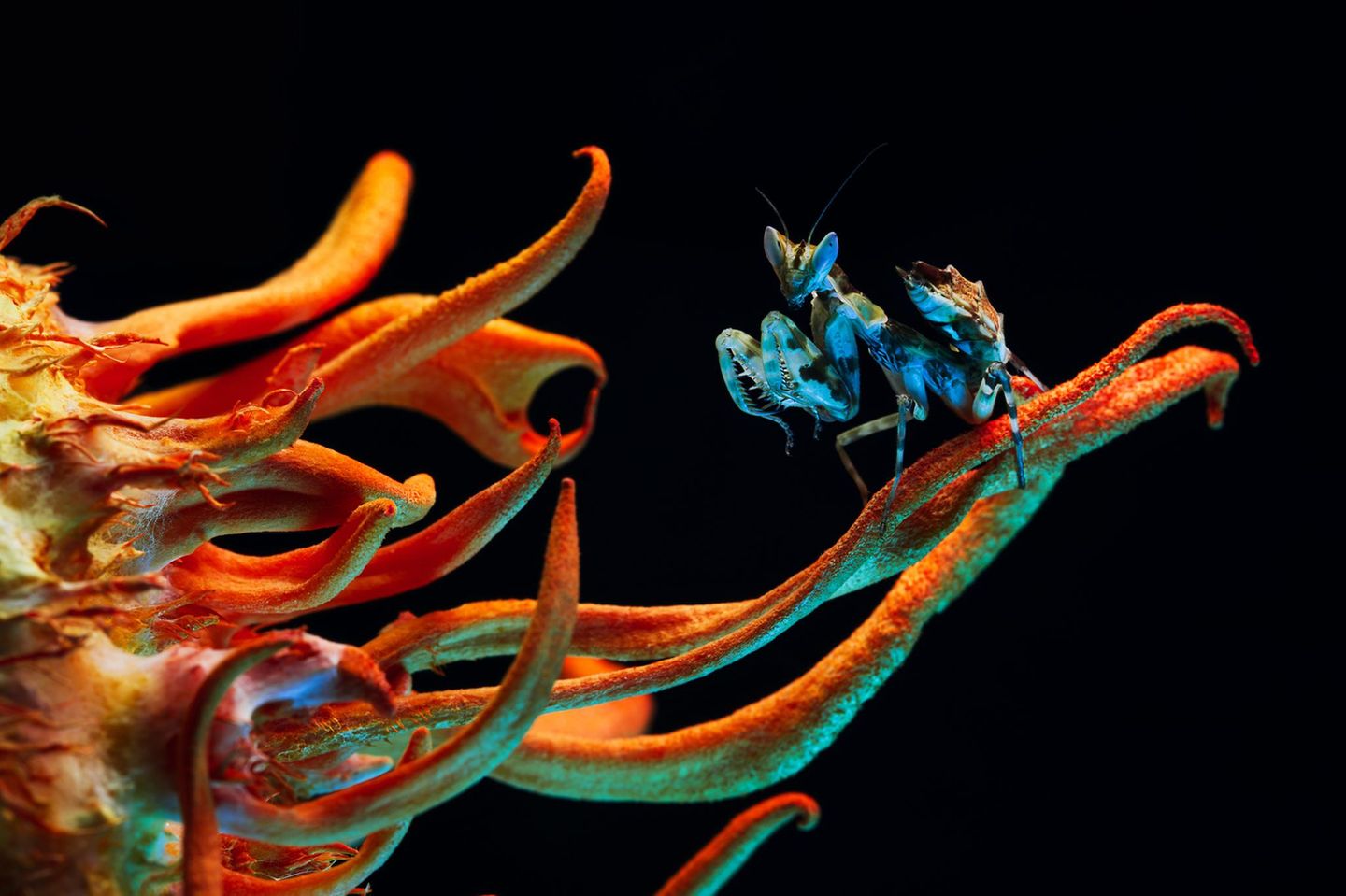 Wie eine Szene aus einem Science-Fiction-Film wirkt dieses Bild einer blau leuchtenden Blumen-Gottesanbeterin, die auf einem unwirklich bunten Pilz der Art Cordyceps sitzt, dessen Ausläufer auf diesem Bild wie Tentakeln aussehen. "Zwei Aliens, die sich auf der Erde treffen", beschreibt Irina Petrova Adamatzky ihr besonderes Bild. 