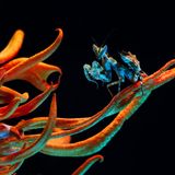 Wie eine Szene aus einem Science-Fiction-Film wirkt dieses Bild einer blau leuchtenden Blumen-Gottesanbeterin, die auf einem unwirklich bunten Pilz der Art Cordyceps sitzt, dessen Ausläufer auf diesem Bild wie Tentakeln aussehen. "Zwei Aliens, die sich auf der Erde treffen", beschreibt Irina Petrova Adamatzky ihr besonderes Bild. 