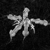 Eine nahezu perfekte Bildkomposition: Beinahe höflich wirken die gleichmäßigen Abstände zwischen den fünf Geparden, die sich gemeinsam über eine gerissene Kuhantilope hermachen. Fotograf Paul Goldstein gelang dieses Foto aus der Vogelperspektive ohne eine Drohne zu benutzen. Deren Einsatz wäre im Naturschutzgebiet ohnehin verboten gewesen. 