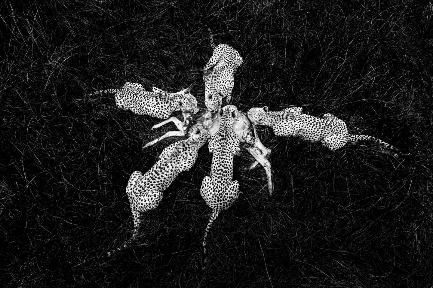 Eine nahezu perfekte Bildkomposition: Beinahe höflich wirken die gleichmäßigen Abstände zwischen den fünf Geparden, die sich gemeinsam über eine gerissene Kuhantilope hermachen. Fotograf Paul Goldstein gelang dieses Foto aus der Vogelperspektive ohne eine Drohne zu benutzen. Deren Einsatz wäre im Naturschutzgebiet ohnehin verboten gewesen. 