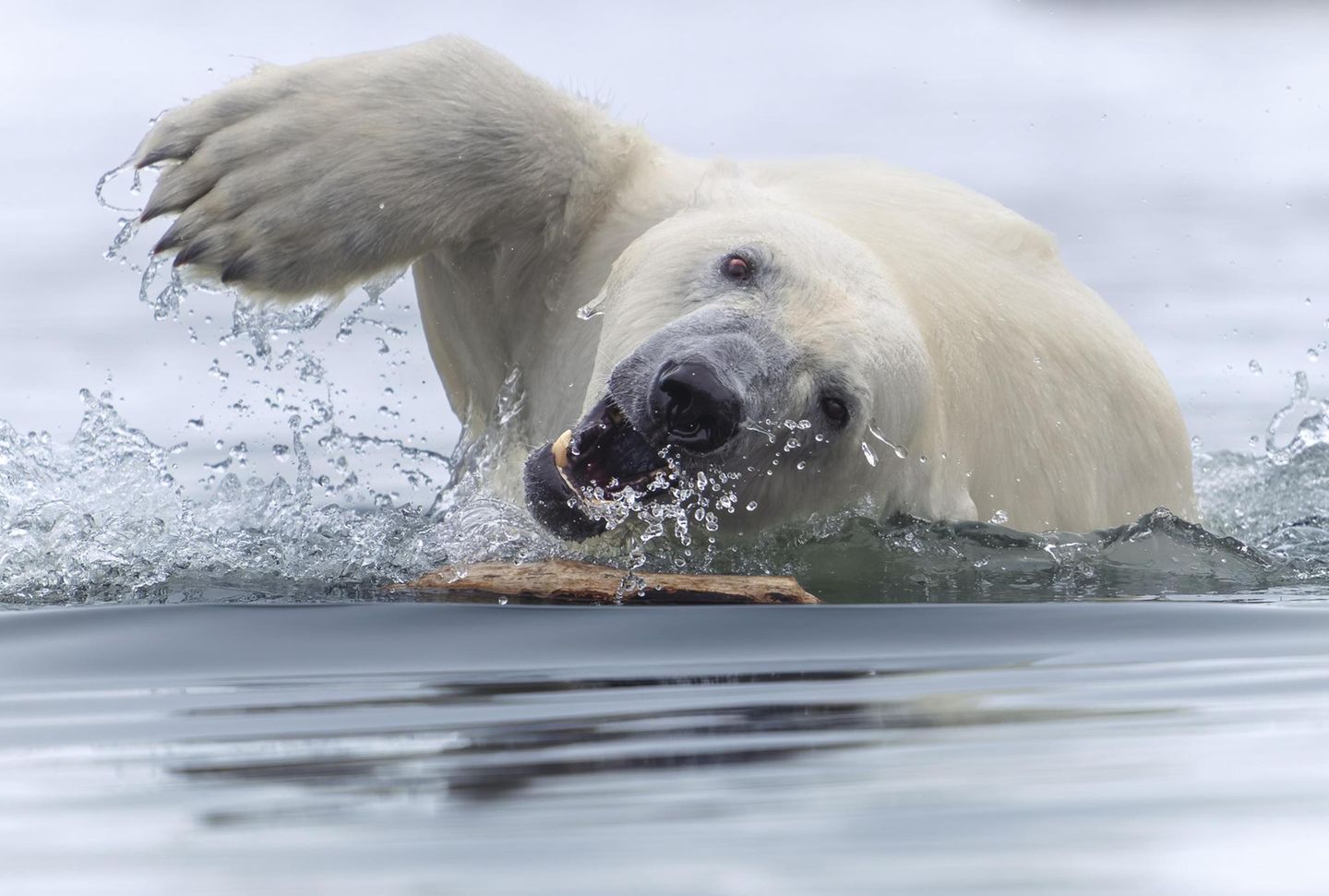 Unerwartet albern zeigt sich dieser Eisbär dem Fotografen Tom Nickels. Während einer Bootsfahrt durch den norwegischen Spitzbergen-Archipel fiel ihm ein Bär ins Auge, der begonnen hatte, mit einem Stock zu spielen. "Das Verhalten erinnerte mich an einen energiegeladenen Golden Retriever", erinnert sich Nickels.    