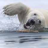 Unerwartet albern zeigt sich dieser Eisbär dem Fotografen Tom Nickels. Während einer Bootsfahrt durch den norwegischen Spitzbergen-Archipel fiel ihm ein Bär ins Auge, der begonnen hatte, mit einem Stock zu spielen. "Das Verhalten erinnerte mich an einen energiegeladenen Golden Retriever", erinnert sich Nickels.    