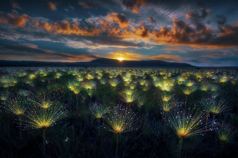 Während die Morgensonne über der Veadeiros-Hochebene aufsteigt, leuchten die Paepalanthus-Blumen im Licht der Sonnenstrahlen. Die seltenen Wildblumen finden sich in der Cerrado-Region im Herzen Brasiliens. 1.5004