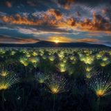 Während die Morgensonne über der Veadeiros-Hochebene aufsteigt, leuchten die Paepalanthus-Blumen im Licht der Sonnenstrahlen. Die seltenen Wildblumen finden sich in der Cerrado-Region im Herzen Brasiliens.