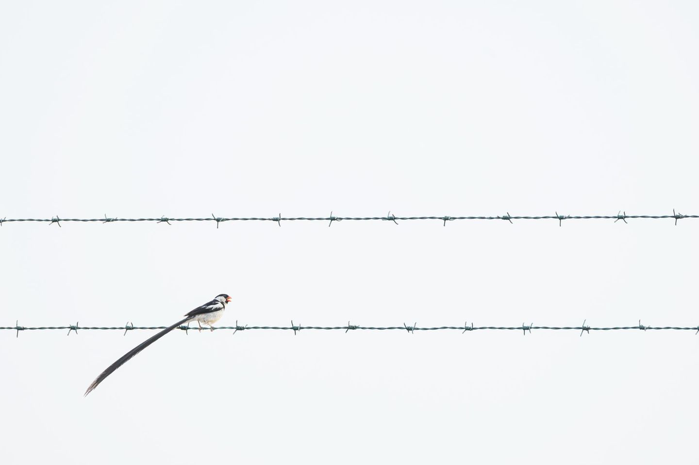 Ein Bild der leisen Gegensätze: Benjamin Smails Foto zeigt einen Nadelschwanz-Whydah, der delikat auf dem Stacheldrahtzaun vor einem riesigen Treibstoffdepot in Mandinari, Gambia, balanciert. 