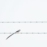 Ein Bild der leisen Gegensätze: Benjamin Smails Foto zeigt einen Nadelschwanz-Whydah, der delikat auf dem Stacheldrahtzaun vor einem riesigen Treibstoffdepot in Mandinari, Gambia, balanciert. 