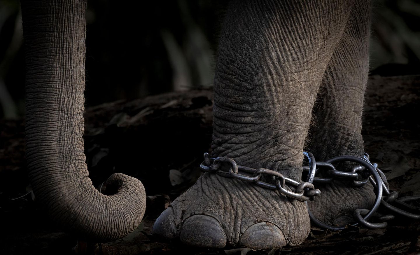 Dritter Platz in der Kategorie "Natur-Fotojournalismus": Charlotte Keast Charlotte Keast zeigt eine Nahaufnahme unnachgiebiger Ketten, die um die Vorderbeine eines Elefanten geschlungen wurden. Die Zoobesuche in ihrer Kindheit entfachten bei der britischen Fotografin einst ihre Begeisterung für Tierfotografie. Heute jedoch möchte sie mit ihren Arbeiten die Auswirkungen des Menschen auf in Gefangenschaft gehaltene und wild lebende Tiere thematisieren.