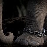 Charlotte Keast zeigt eine Nahaufnahme unnachgiebiger Ketten, die um die Vorderbeine eines Elefanten geschlungen wurden. Die Zoobesuche in ihrer Kindheit entfachten bei der britischen Fotografin einst ihre Begeisterung für Tierfotografie. Heute jedoch möchte sie mit ihren Arbeiten die Auswirkungen des Menschen auf in Gefangenschaft gehaltene und wild lebende Tiere thematisieren.