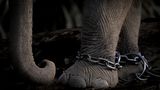 Charlotte Keast zeigt eine Nahaufnahme unnachgiebiger Ketten, die um die Vorderbeine eines Elefanten geschlungen wurden. Die Zoobesuche in ihrer Kindheit entfachten bei der britischen Fotografin einst ihre Begeisterung für Tierfotografie. Heute jedoch möchte sie mit ihren Arbeiten die Auswirkungen des Menschen auf in Gefangenschaft gehaltene und wild lebende Tiere thematisieren.
