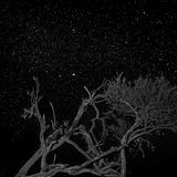 Beinahe könnte man die Raubkatze in der Baumkrone übersehen, wären da nicht die leuchtenden Augen: Rajarshi Banerji gelang eine spektakuläre Aufnahme, die das Tier nahezu perfekt getarnt vor dem sternenübersäten Nachthimmel zeigt. 