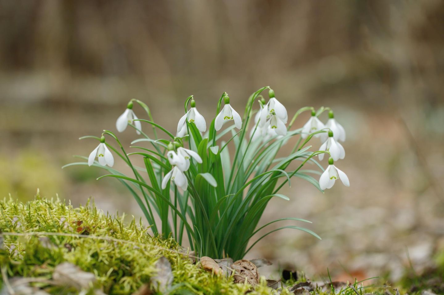Wenn die Blüte des Schneeglöckchens voll geöffnet ist, sind die kürzeren, inneren Blütenblätter gut zu erkennen
