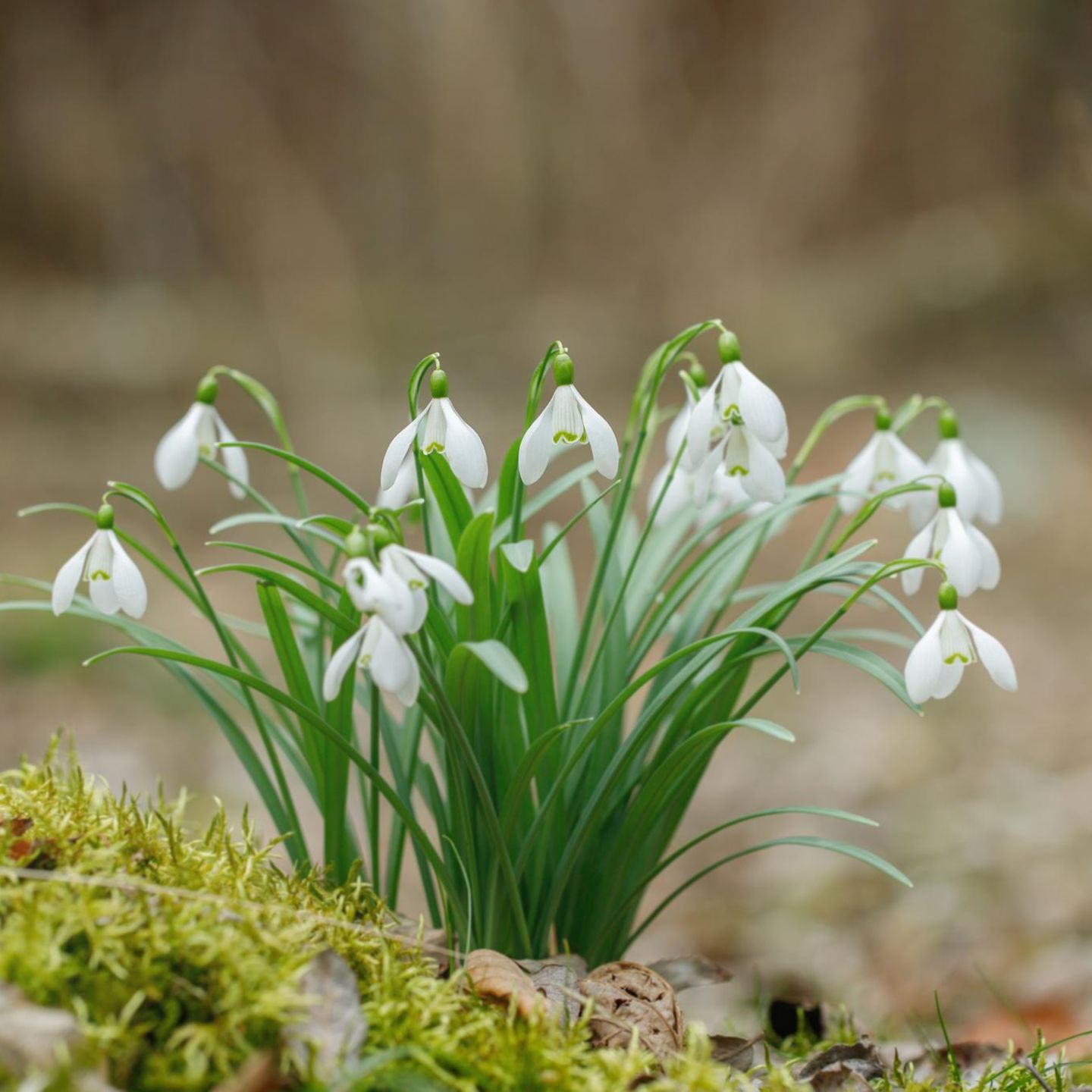 Schneeglckchen: Was die Frhlingsboten besonders macht - [GEO]