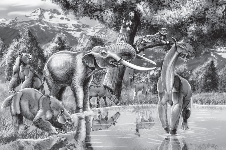 Ausgestorbene Megafauna: Manche der prähistorischen Säugetiere Südamerikas haben offenbar länger überdauert als bislang angenommen © Wikimedia Commons (CC BY-SA 4.0) 1.3077