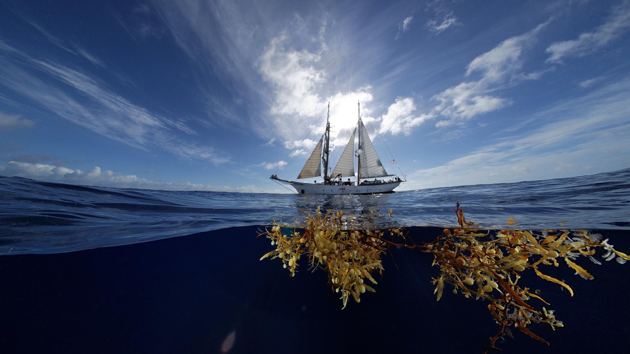 Sargassosee: Im Kosmos des Seetangs: Der 40 Meter lange Zweimaster "Corwith Cramer" kreuzt als Forschungs- und Segelschulschiff durch den Atlantik Im Kosmos des Seetangs: Der 40 Meter lange Zweimaster "Corwith Cramer" kreuzt als Forschungs- und Segelschulschiff durch den Atlantik