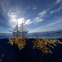 Im Kosmos des Seetangs: Der 40 Meter lange Zweimaster "Corwith Cramer" kreuzt als Forschungs- und Segelschulschiff durch den Atlantik