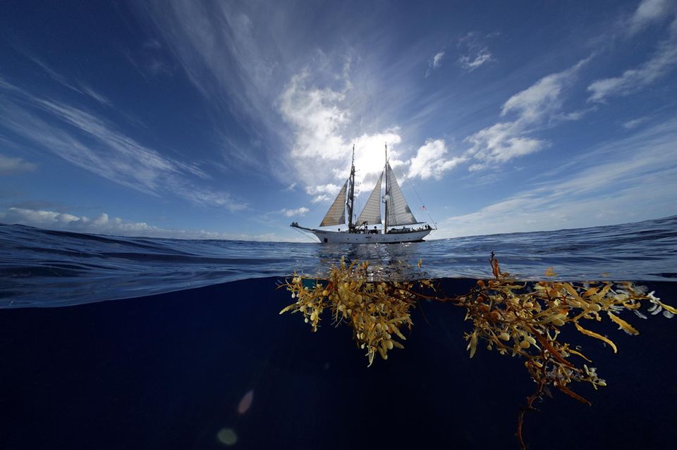 Im Kosmos des Seetangs: Der 40 Meter lange Zweimaster "Corwith Cramer" kreuzt als Forschungs- und Segelschulschiff durch den Atlantik 1.5026
