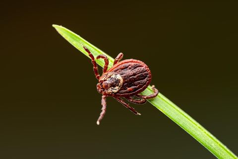 Zecken werden immer häufiger in Landkreisen aktiv, die noch gar nicht als Risikogebiete eingestuft sind.