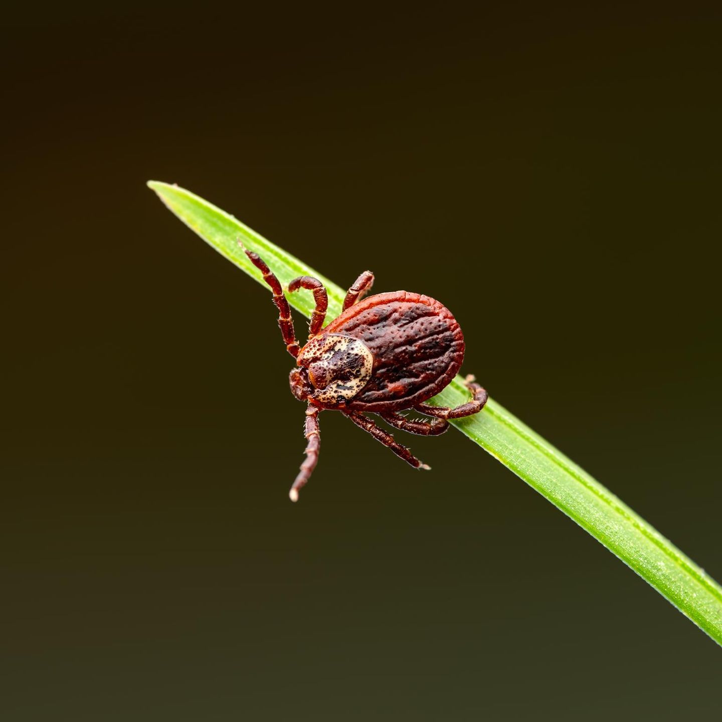 san pedro kaktus zubereitung Kaktus San Pedro Knstlich - Knstliche Pflanzen