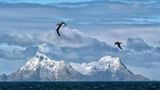 The snow covered peaks of South Georgia Island under a beautiful clouds and flying albatrosses 