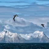 The snow covered peaks of South Georgia Island under a beautiful clouds and flying albatrosses 