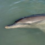 Close shot of a dolphin resting on the surface of the ocean water. Australia