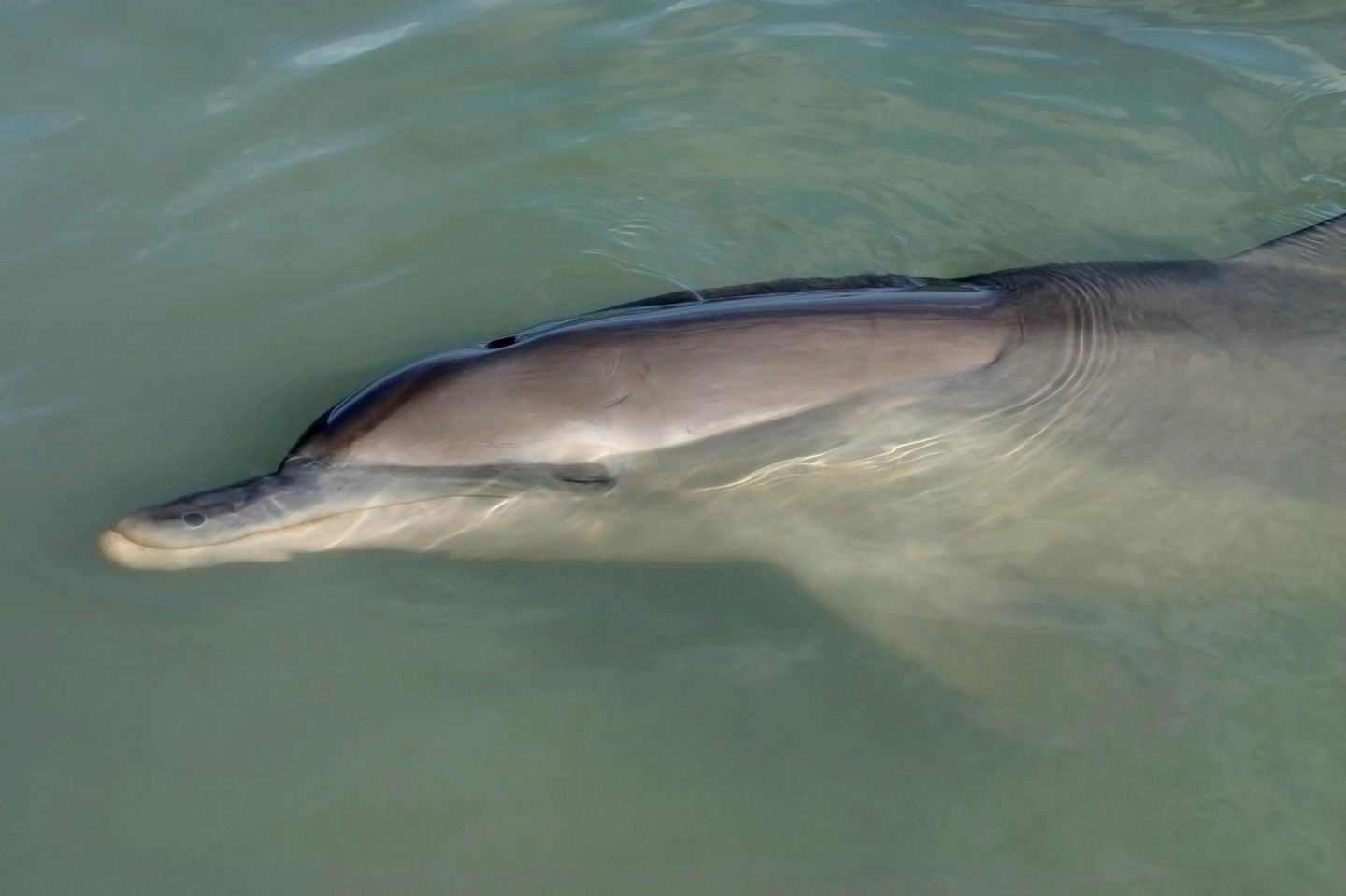 Bei Delfinen ist nur eine Gehirnhälfte im Schlaf aktiv Close shot of a dolphin resting on the surface of the ocean water. Australia