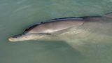 Close shot of a dolphin resting on the surface of the ocean water. Australia