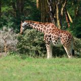 Giraffe, Lake Nakuru National Park, Kenya