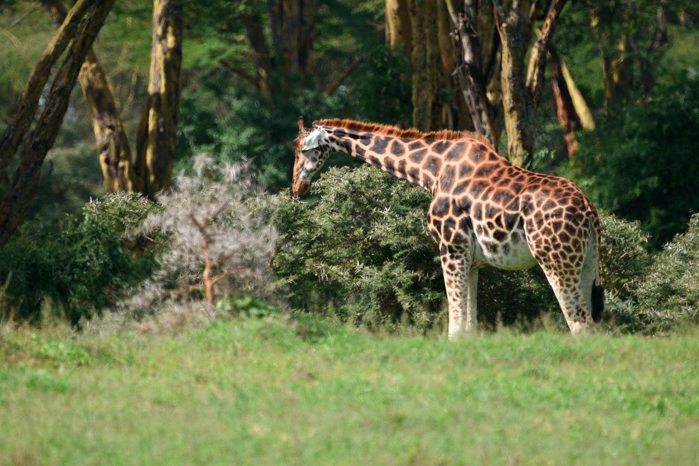 Schlafen im Stehen? Für Giraffen kein Problem Giraffe, Lake Nakuru National Park, Kenya