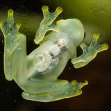 Glass frog sitting on glass