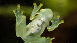 Glass frog sitting on glass