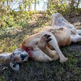 Kängurus schlafen als einzige bisher untersuchte Tierart auf dem Rücken